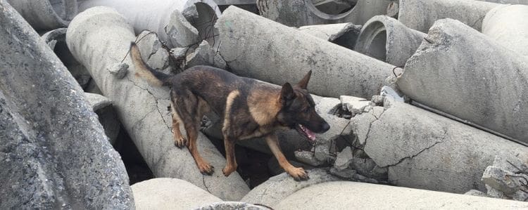 what do police dogs find