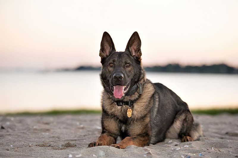 K9 Bullet Proof Vests: Prioritizing the Safety of Our Police Dogs ...