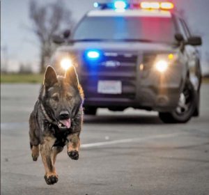 K9 Bullet Proof Vests: Prioritizing The Safety Of Our Police Dogs ...