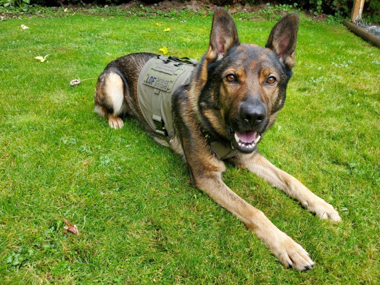 Working dogs | Police K9 body armor | Donate| Police nonprofit | K9 vest