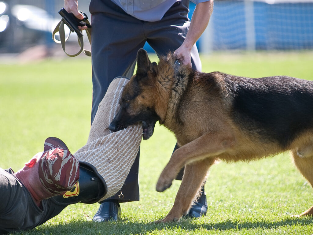 What Traits Make a Dog a Good K-9? - Brady's K9 Fund